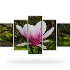 Magnolie Blumen Natur Bild
