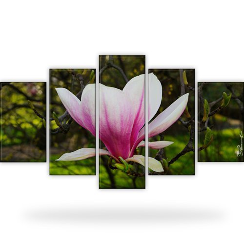 Magnolie blumen natur - magnolie,