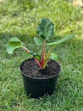 1 x  Rhabarber Pflanze Holsteiner Blut rotstielige Sorte  im Topf