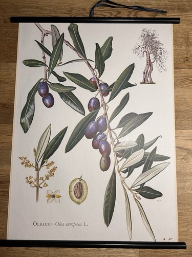 ölbaum olive nutzpflanze - Ölbaum,