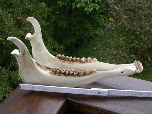 Unterkiefer rothirsch 30cm - unterkiefer, 30cm.