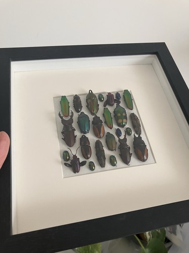 Insektenpräparat sammlung - insektenpräparat,