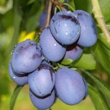 Jojo (S)  robuste Zwetsche Zwetschenbaum gut steinl. Buschbaum Halbstamm Hochst.