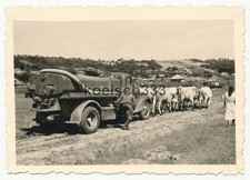Foto Rinder ziehen einen Tankwagen LKW der Wehrmacht in Bessarabien