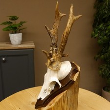 Rehbock abnormes Reh Bock