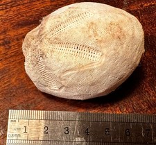 Seeigel rezent Metalia dicrana
