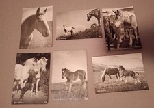 6 s/w Pferdepostkarten von