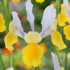 Blumenzwiebeln Zwiebeln Blüten Iris Holländische Schwertlilie Iris Symphony 10 S