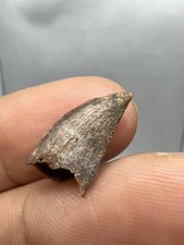 Selten Dromaeosauridae