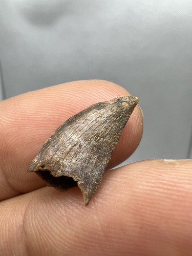 Selten dromaeosauridae - selten,