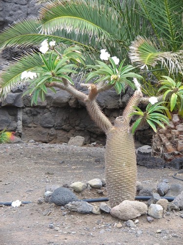 Madagaskarpalme pachypodium - madagaskarpalme,