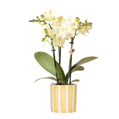 Kolibri orchids gelbe - kolibri,