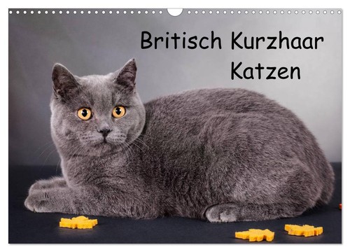 Britisch kurzhaar katzen - britisch,