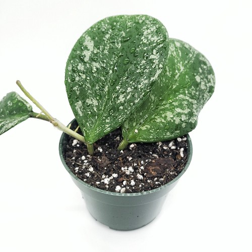 Hoya obovata splash live - obovata,