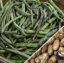 Stangenbohne Sorte: Cilli Kiz, 10 Samen, Samenfest, Saatgut, Bohne, Taze Fasülye