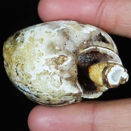 Natürlich fossil schnecke - natürlich,