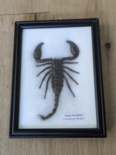 Taxidermy Giant Forest