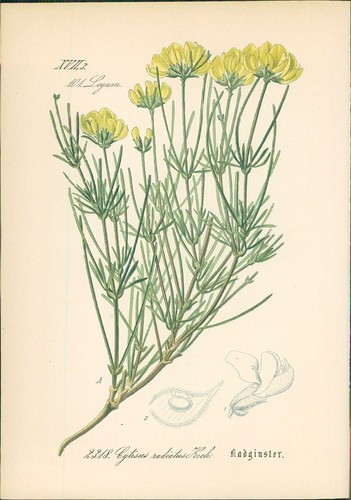Chromolithographie - ,