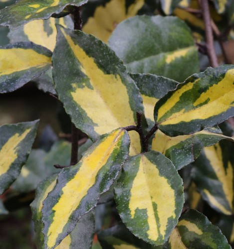 Buntlaubige ölweide maculata - buntlaubige,