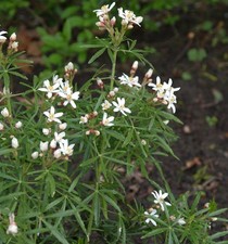 Orangenblume scented gem - orangenblume,