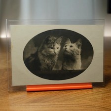 Zwei Katzen Porträt