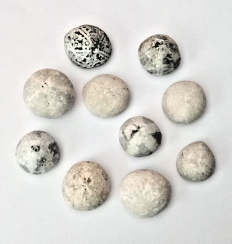 Seeigel fossilien - seeigel, 10