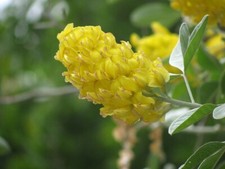 Marokkanischer Ginster Argyrocytisus battandieri 10+ Samen Moroccan Broom W 218