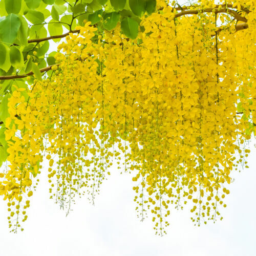 Samen winterharter zierbaum - winterharter,