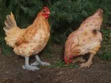 Huhn Figur Deko Figur 36cm