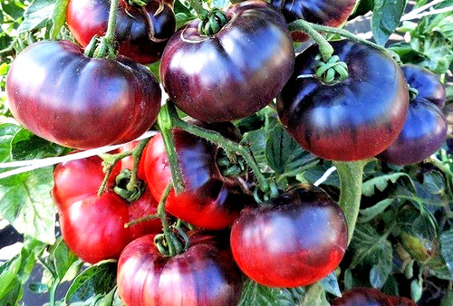 Tomatensamen russischen - tomatensamen,