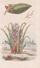 Anacardier Ananas sauvage Cashew botany Botanik Stahlstich Guerin-Meneville 1833