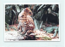 1 AK Bengalkatze Altkatze Kleinkatze Raubkatze Raubtier 4 !!! *