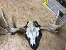 Elchgeweih - Geweih vom Elch - in Schweden erlegt - ￼ zb. ideal f. Saunawelt o.ä