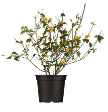 Kerria japonica 'Pleniflora'