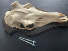 H19 ROTHIRSCH  Abwurfstangen