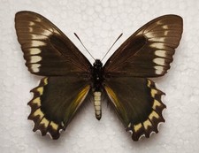 Battus madeyes chlordamas male