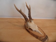 Reh Geweih Rehgeweih Rehbock
