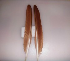 2 rotbraune  Pfauenfedern ,  Räucherfedern,  39 cm  lang,