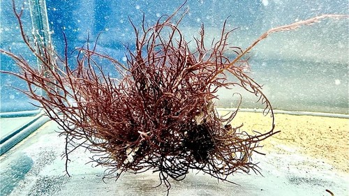 Meerwasser ectocarpus - ectocarpus, sp.