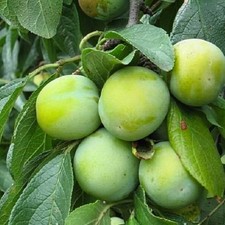 Pflaume Grüne Reneklode - Winterhart Obstbaum Pflanze 80cm / 140cm