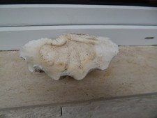 Mördermuschel Tridacna Maxima Muschelschale 23 × 13 x 7 cm 