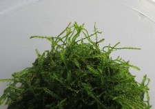 In-Vitro Vesicularia dubyana - Javamoos Wasserpflanze Aquarienpflanze Moos Moss