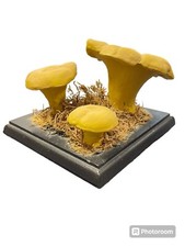 Antikes Lehrmodell Pilz Handbemalt Ca. 1900/30 Pfifferling ? Somso ?