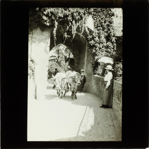 Vintage kühe foto - vintage,
