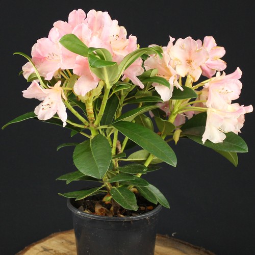 Rhodondendron percy wiseman - rhodondendron,