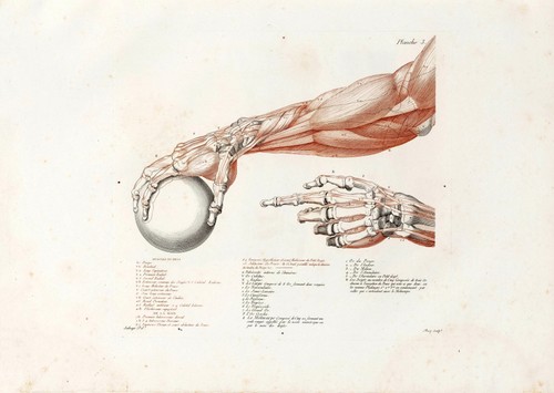 Anatomische studien wandkunst - anatomische,