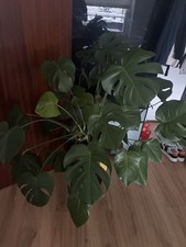 Monstera groß, gesund +