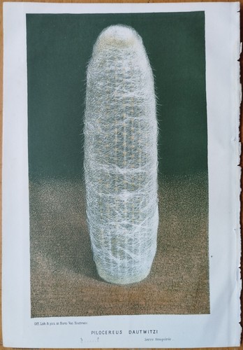 Kaktus pilocereus van - kaktus,