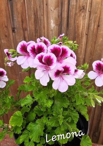Duftgeranie pelargonie lemona - duftgeranie,