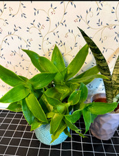 Three of  (Callisia fragrans)